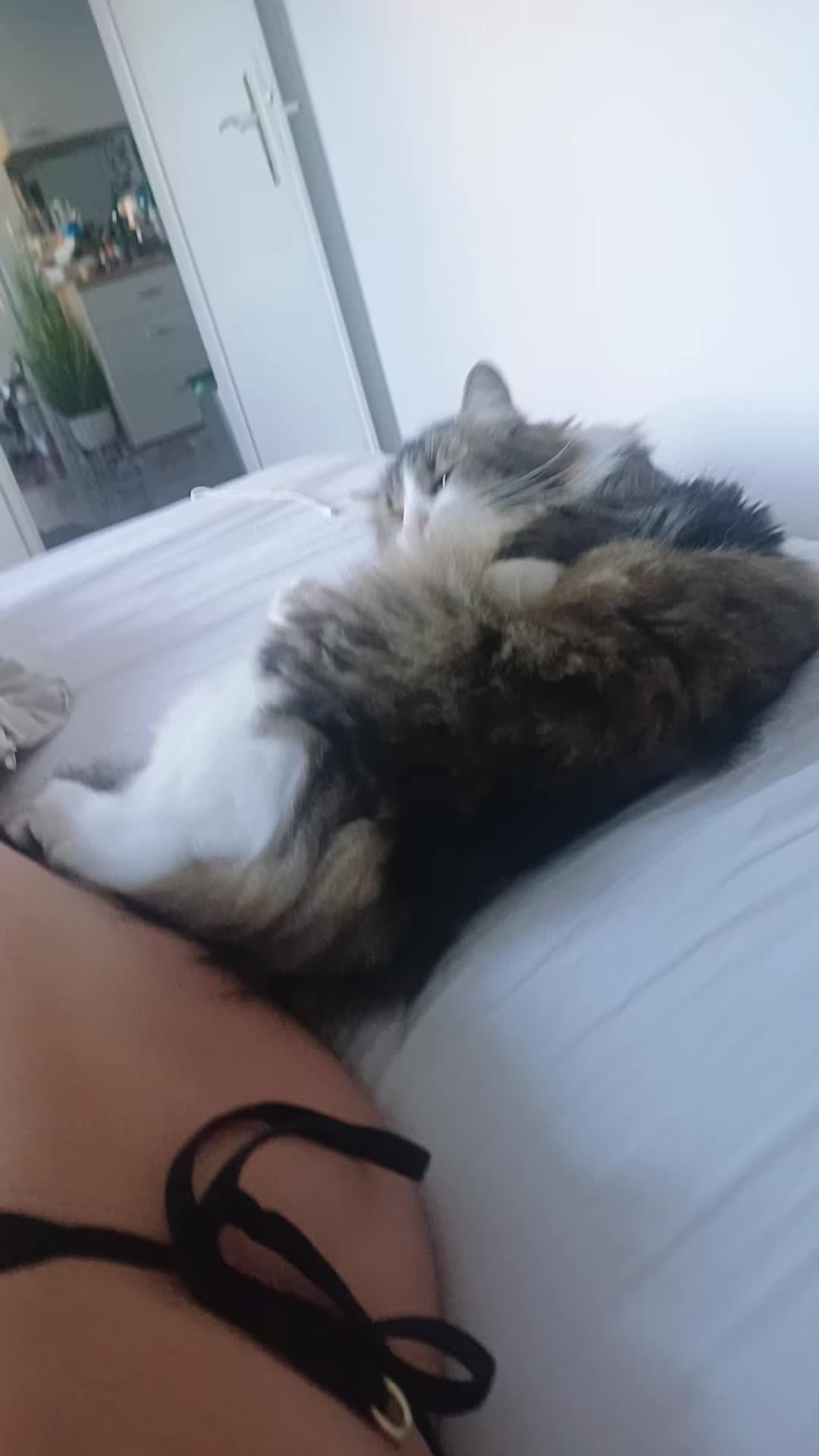 @Beautiful cat