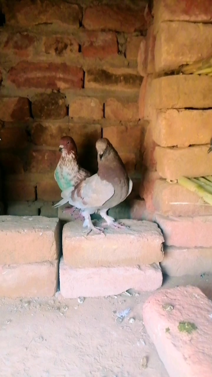 @Malik Faisal804🇵🇰