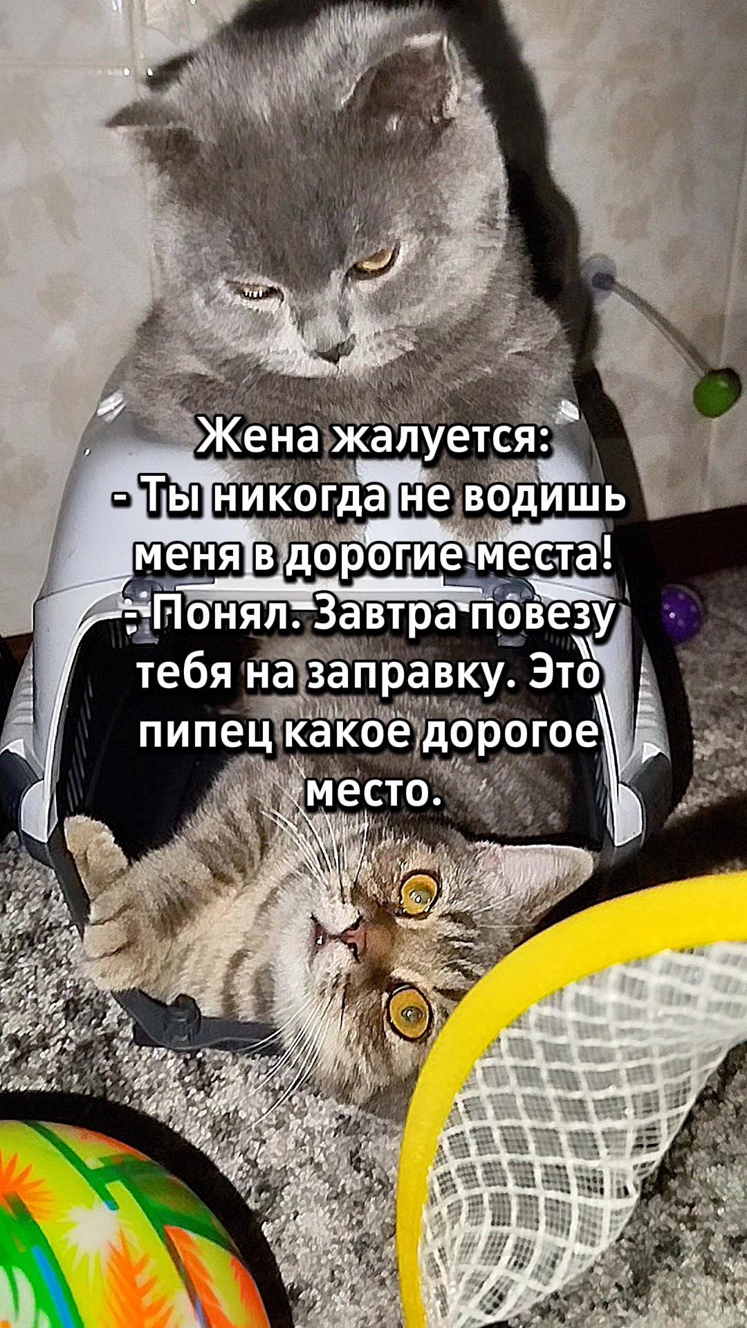 @😻Риччи&Джесси🐈Масик👼&Андрей