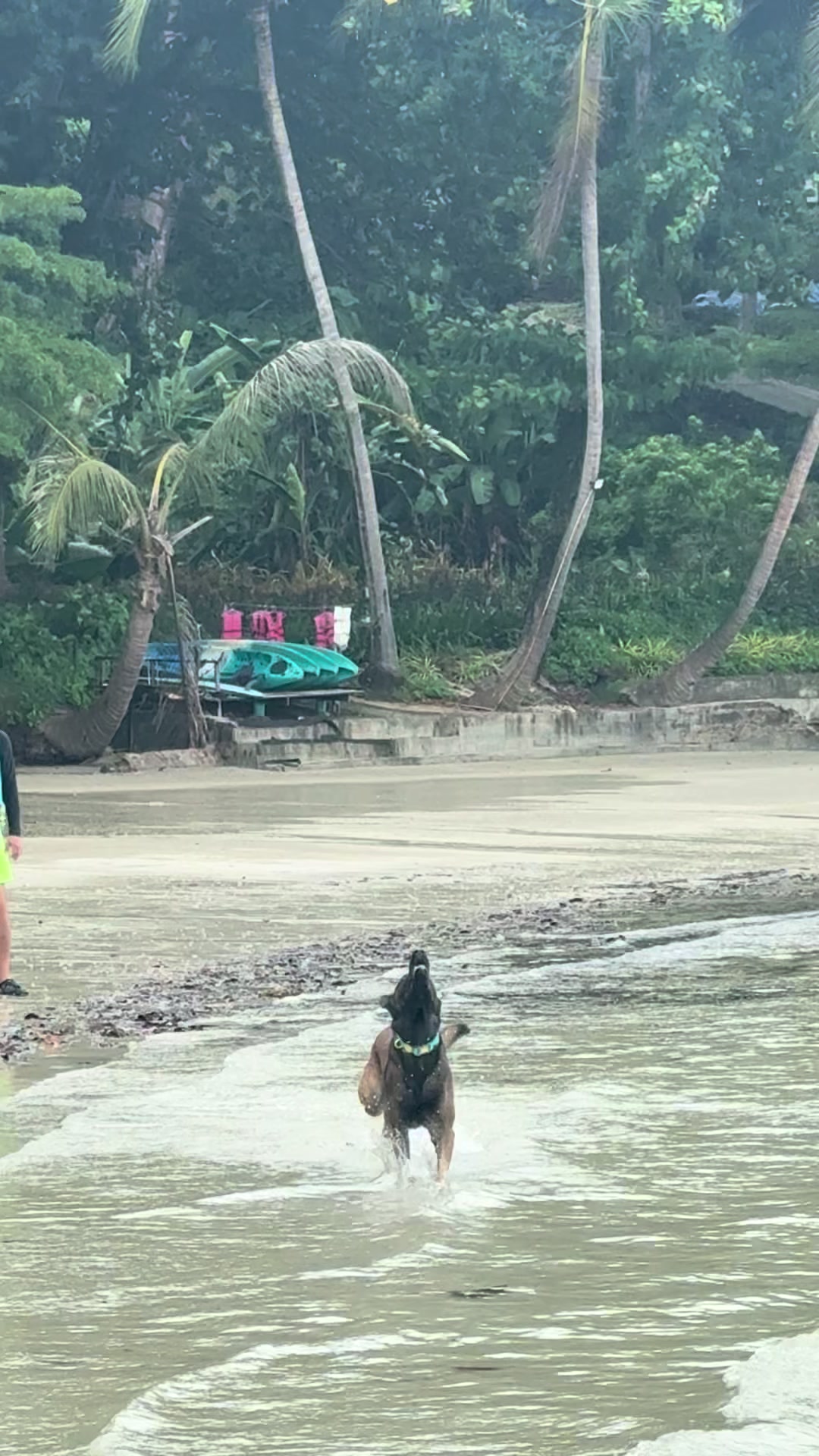 @doglifethailand