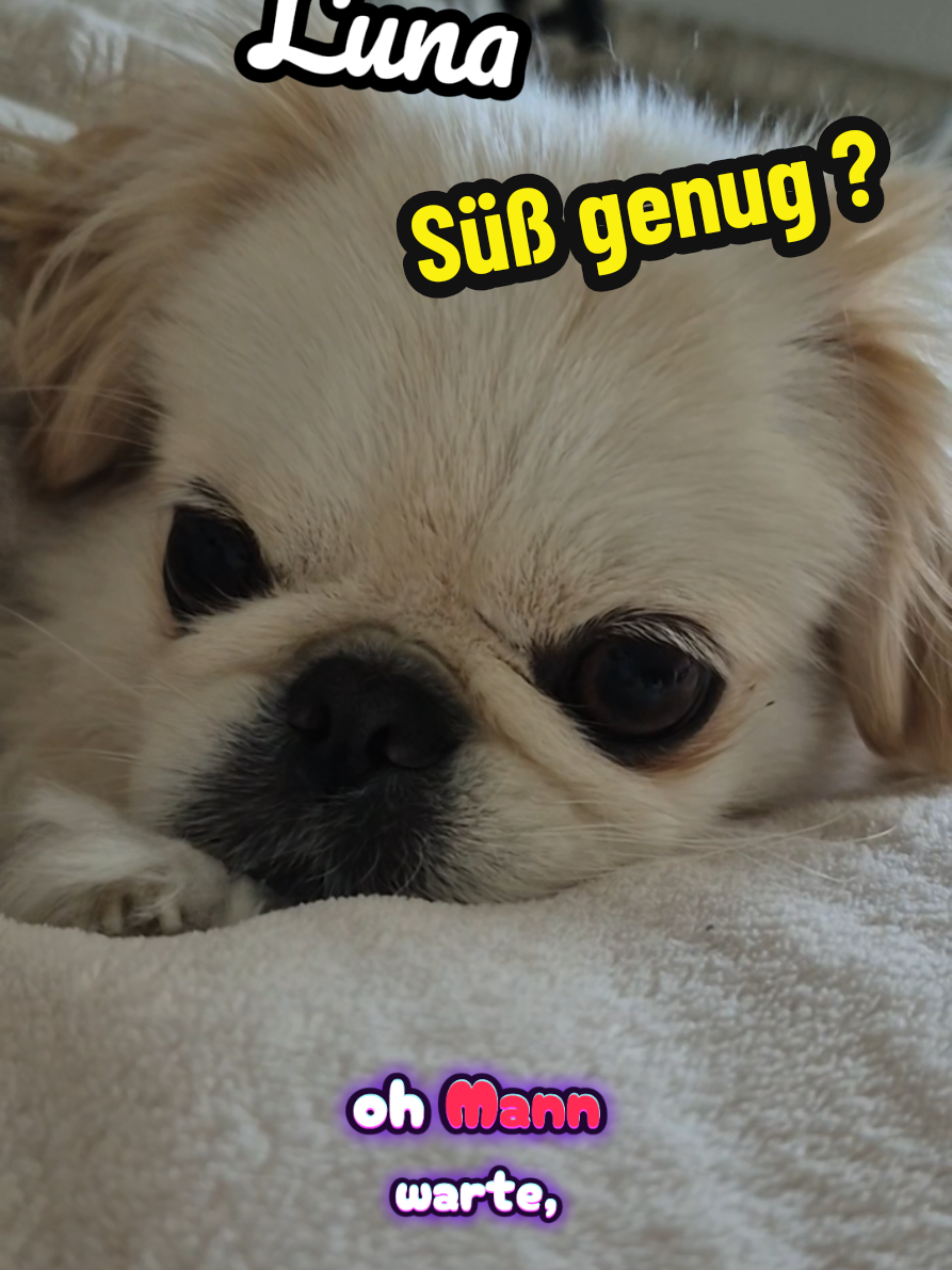 @🐶Cookie&Luna🐶Officiel