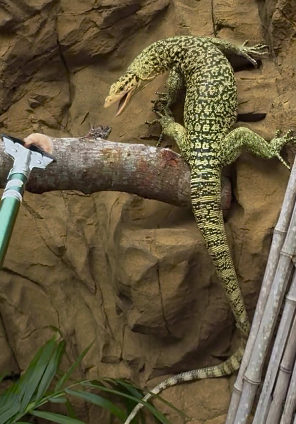 @Tommys_reptiles