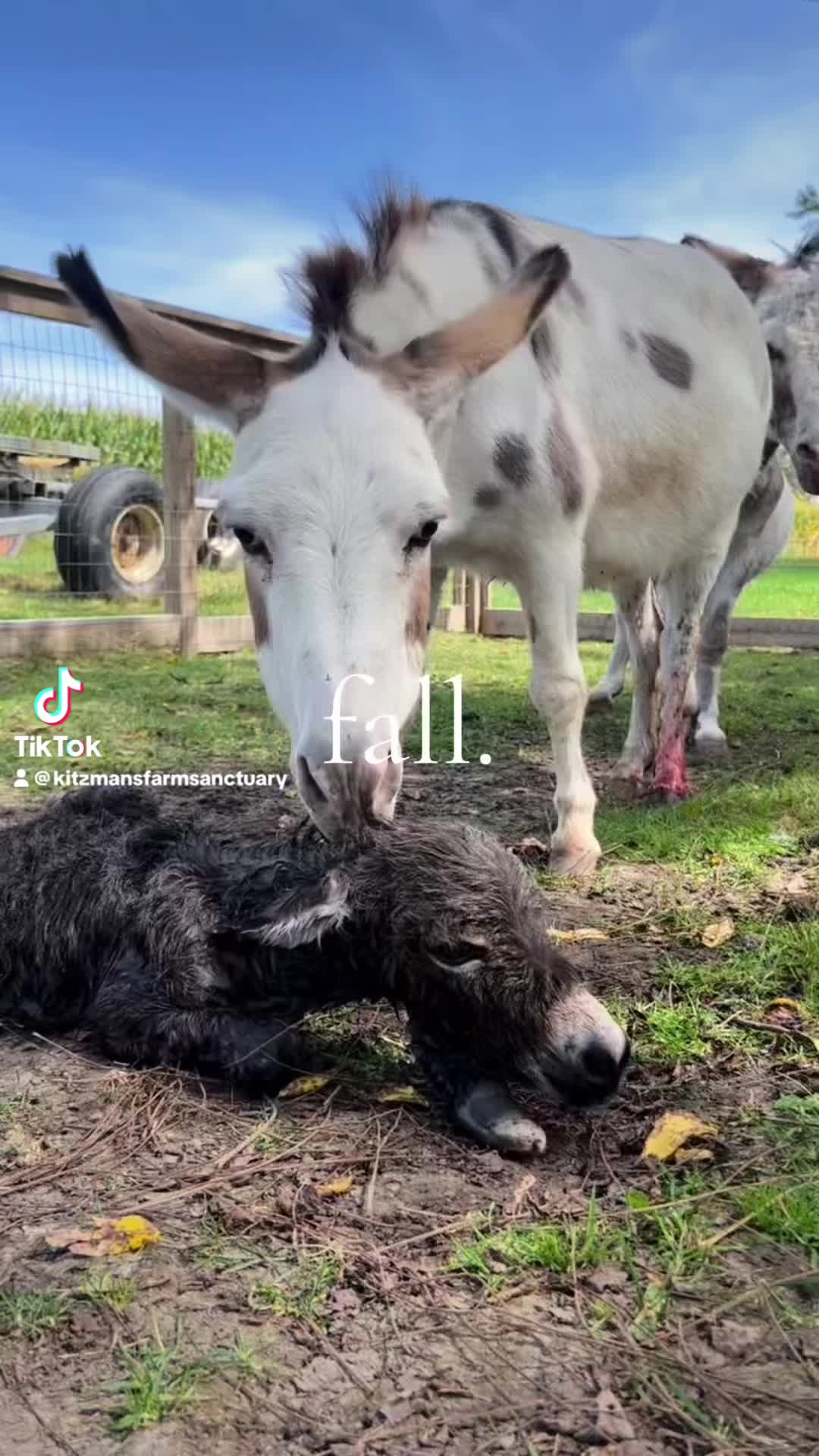 @Kitzman&rsquo;s Farm Sanctuary