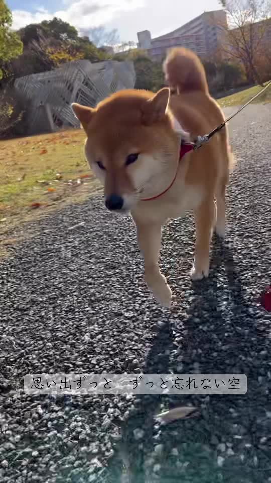 @柴犬はな🐾