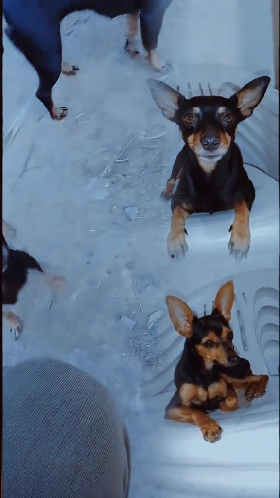 @🐾 Patinhas Poderosas 🐾