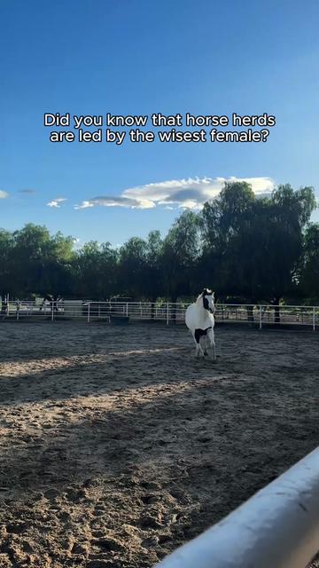 @The Gentle Barn | Sanctuary