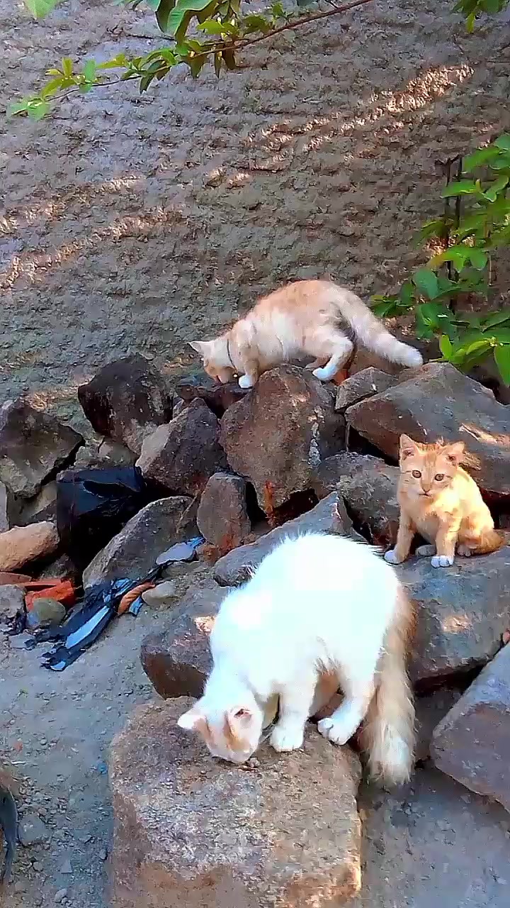 @Biru Cat's Family