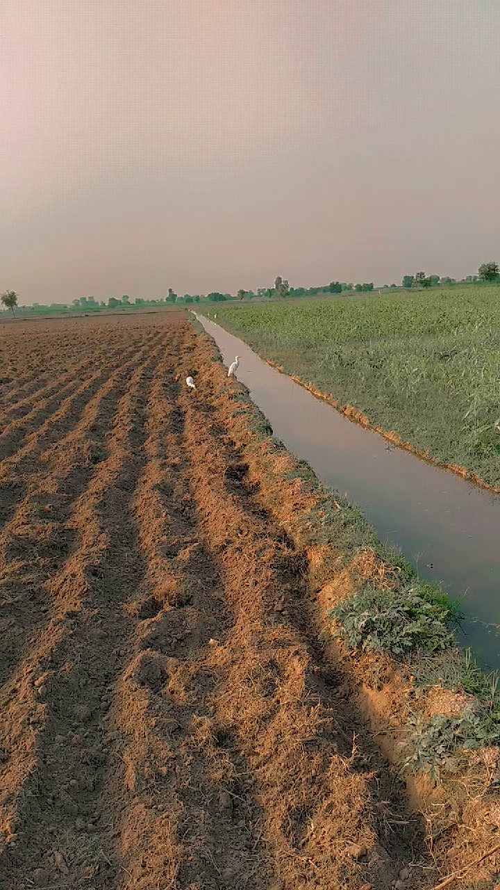 @shahbaz Punjabi 0786
