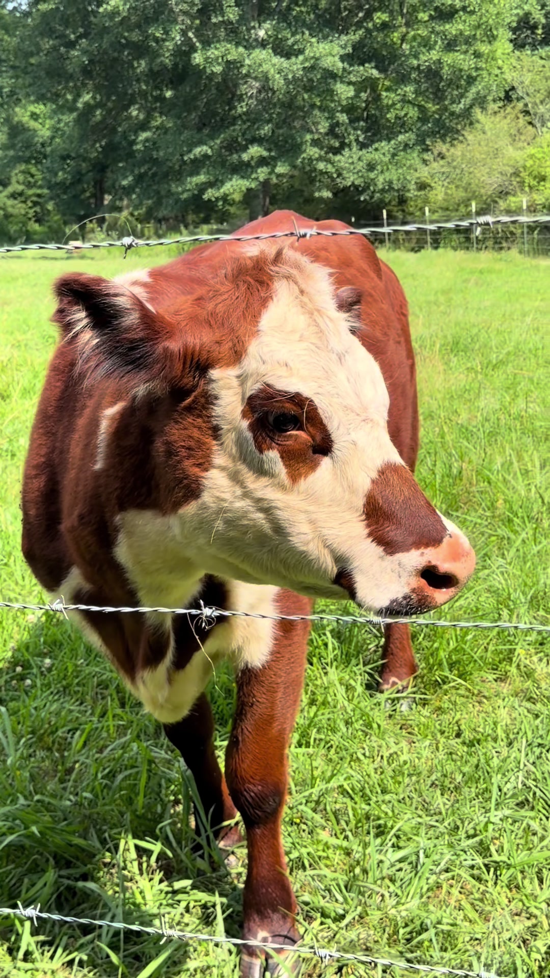 @Georgia Farm Girl