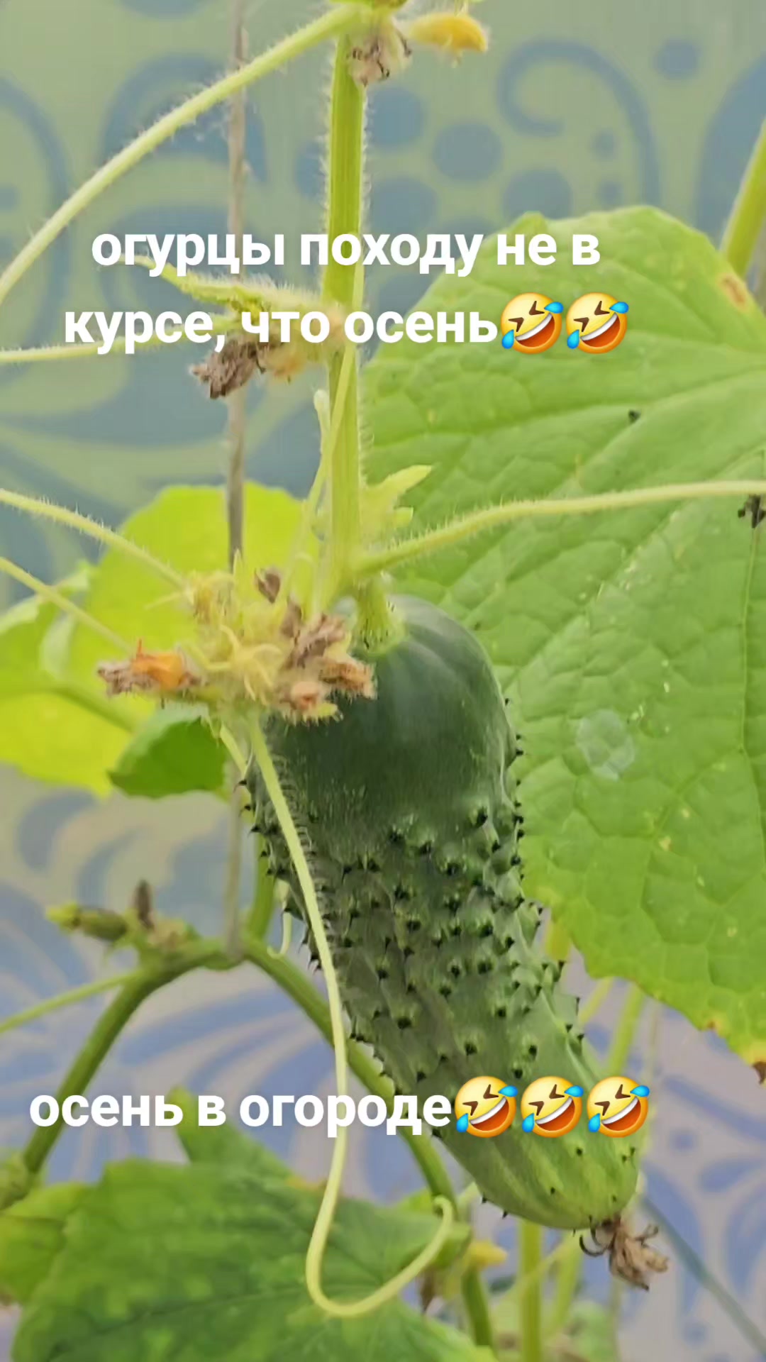@nerachka