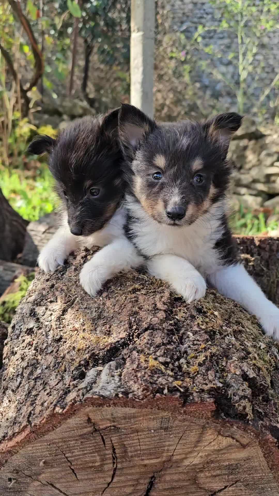 @kennel.dogs