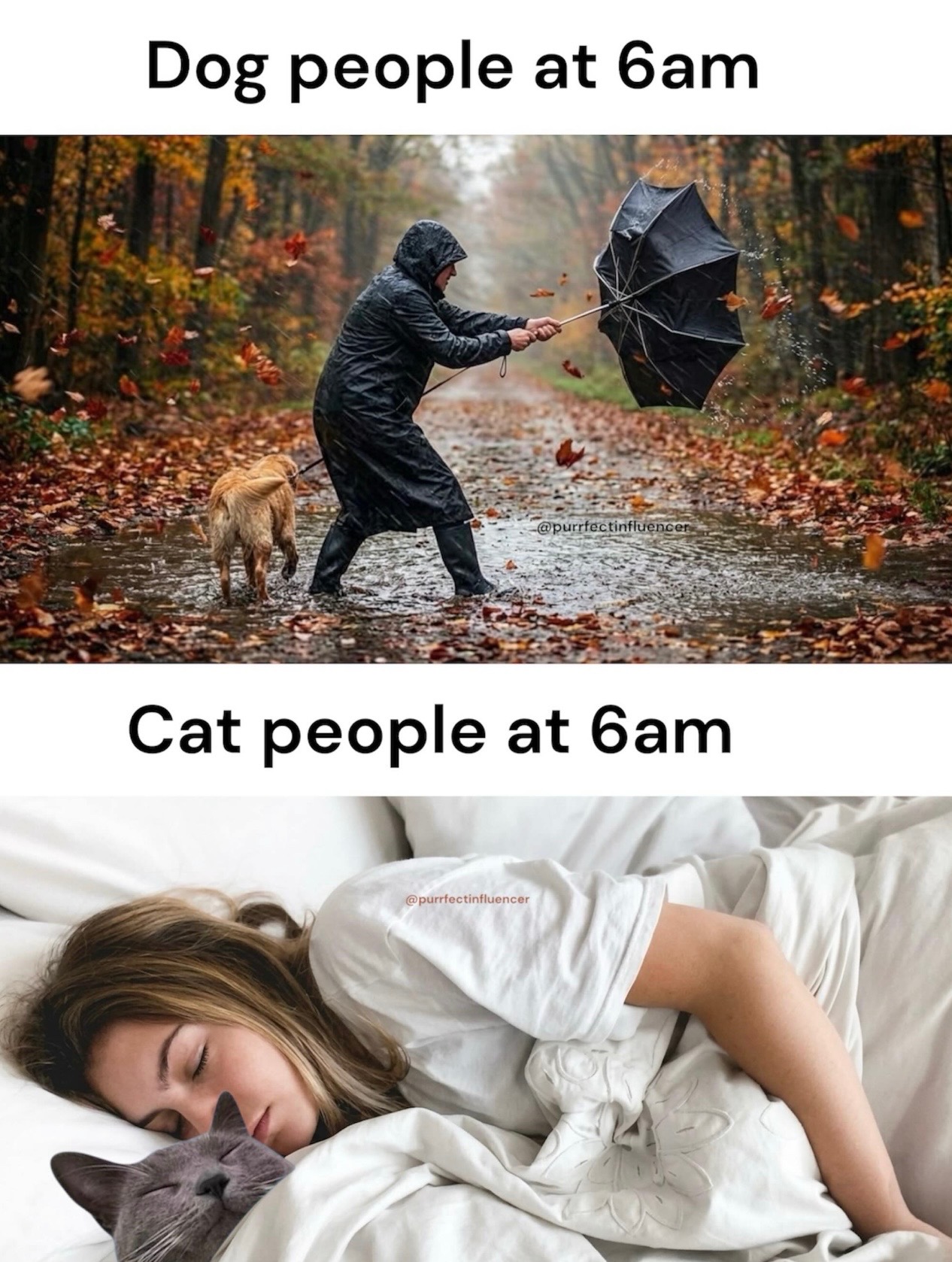 @purrfectinfluencer