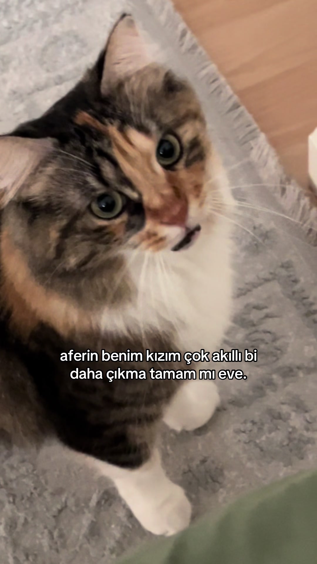 @konusankediminnos