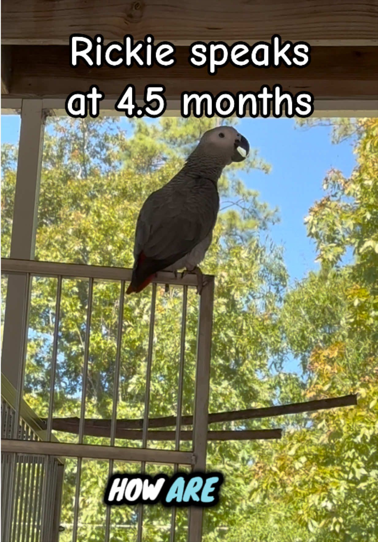 @thehinzoo