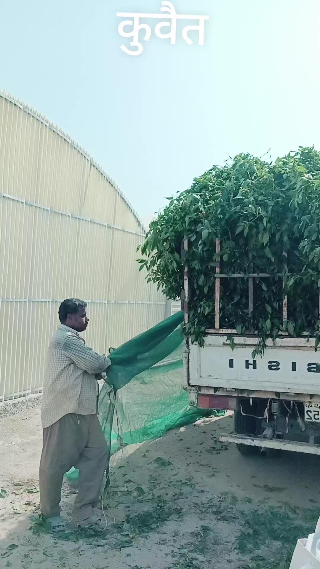 @dilipkumarmehta