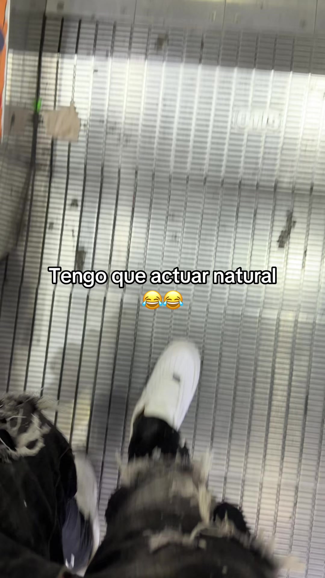 @flaco mi rey