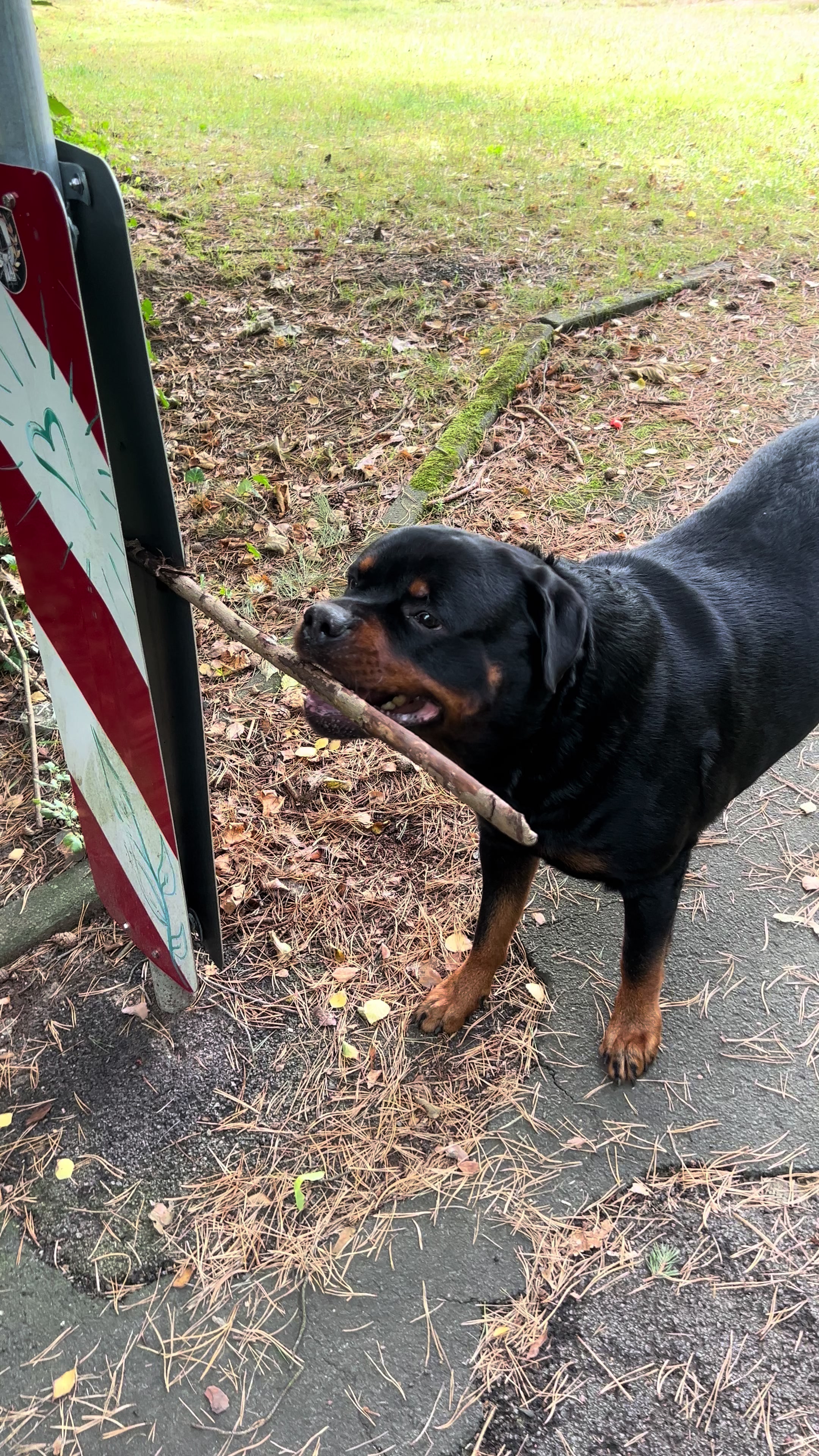 @Lucifer_Rottweiler