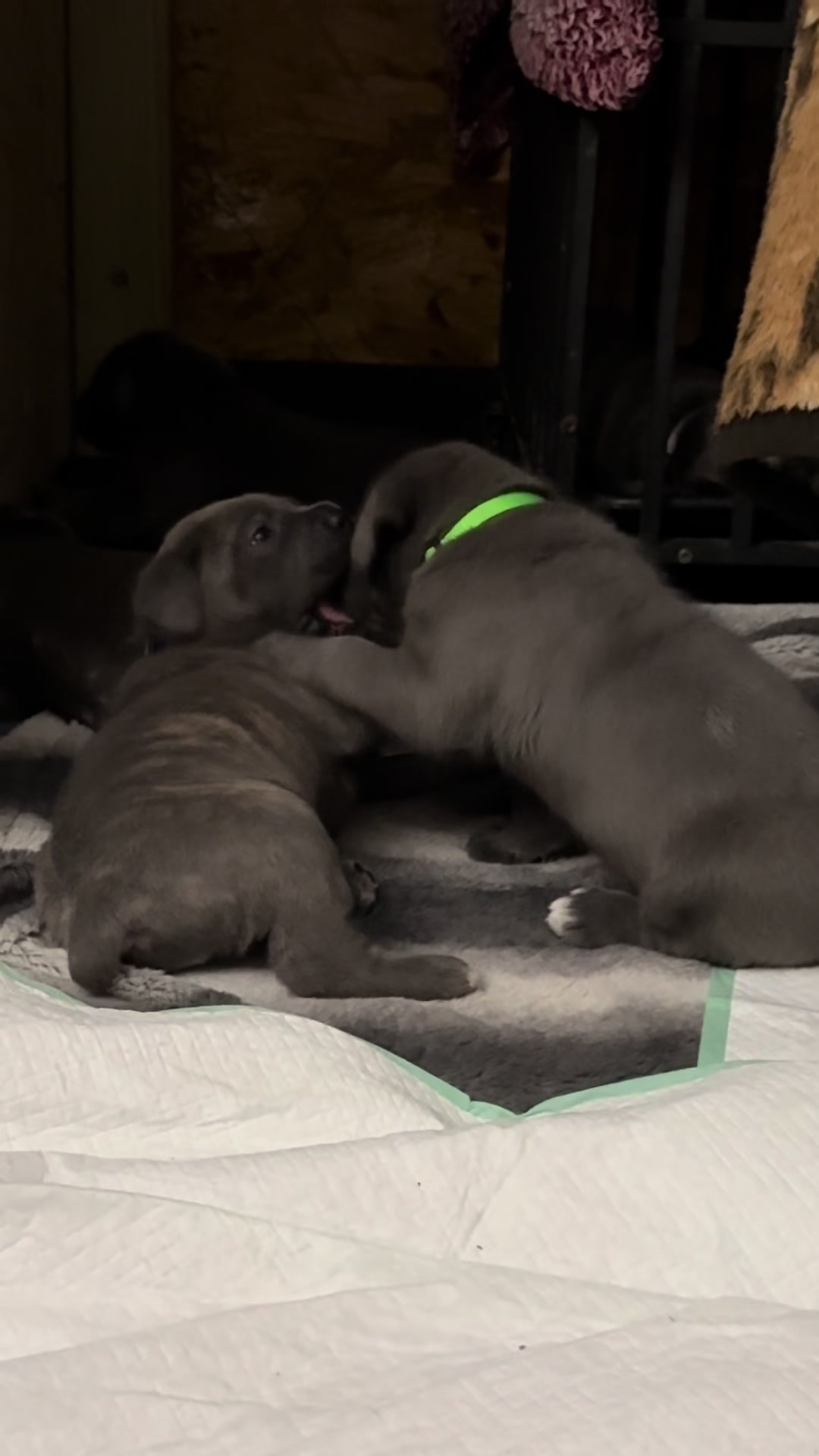 @AandMCaneCorsos