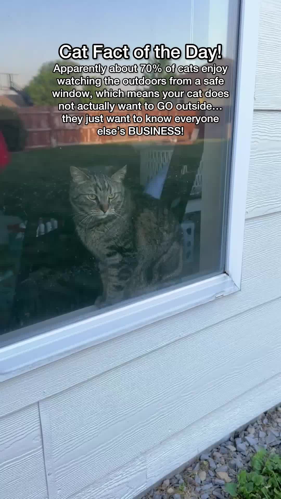 @Chip The Manx