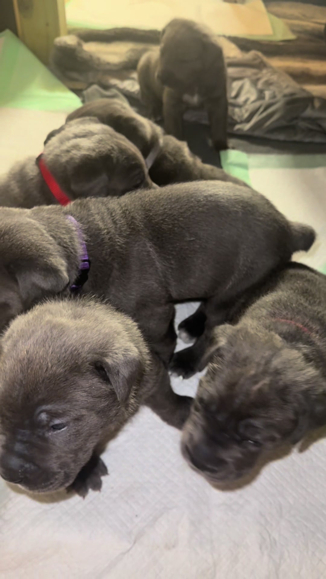 @AandMCaneCorsos