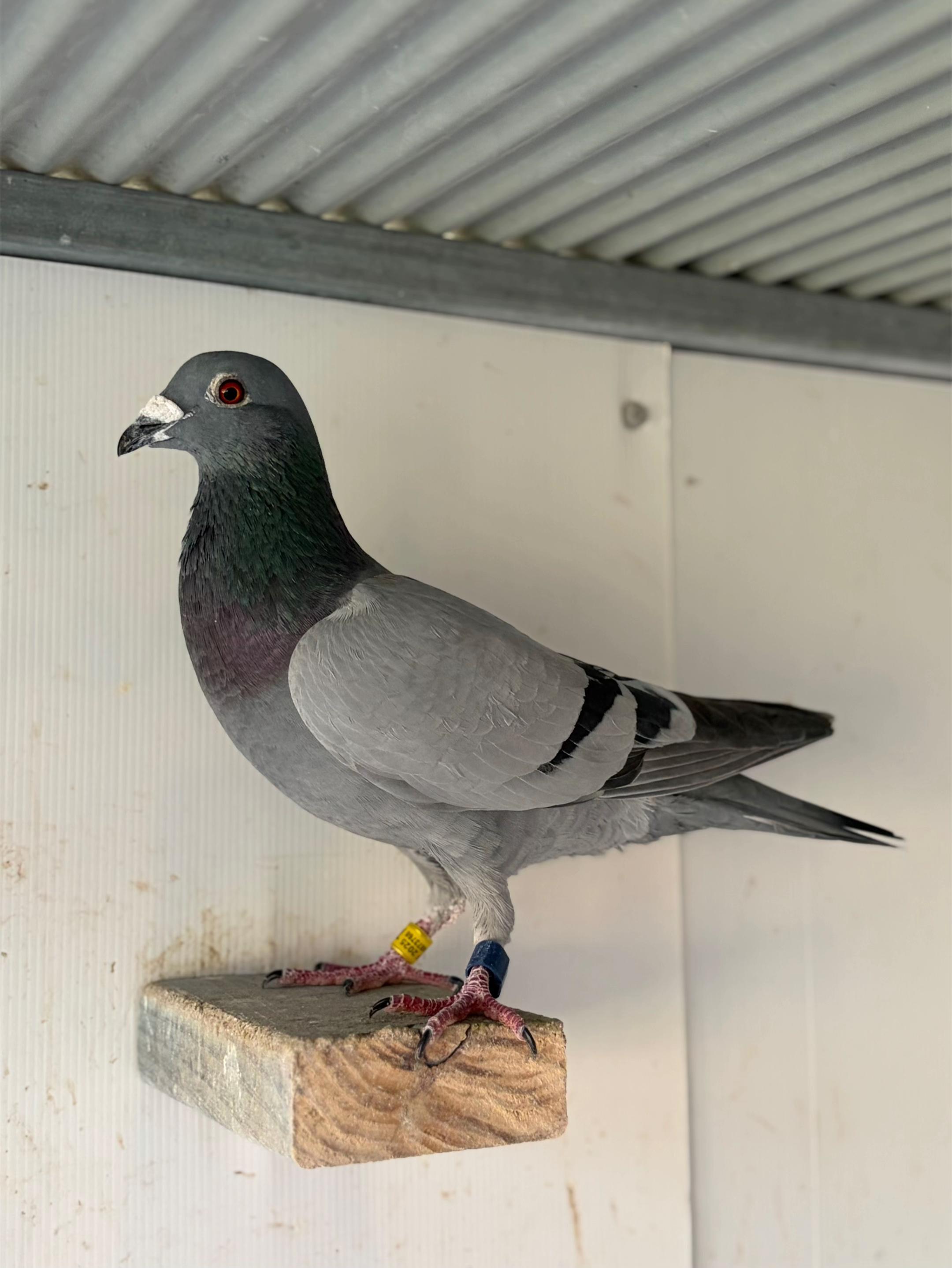 @pigeon.papii