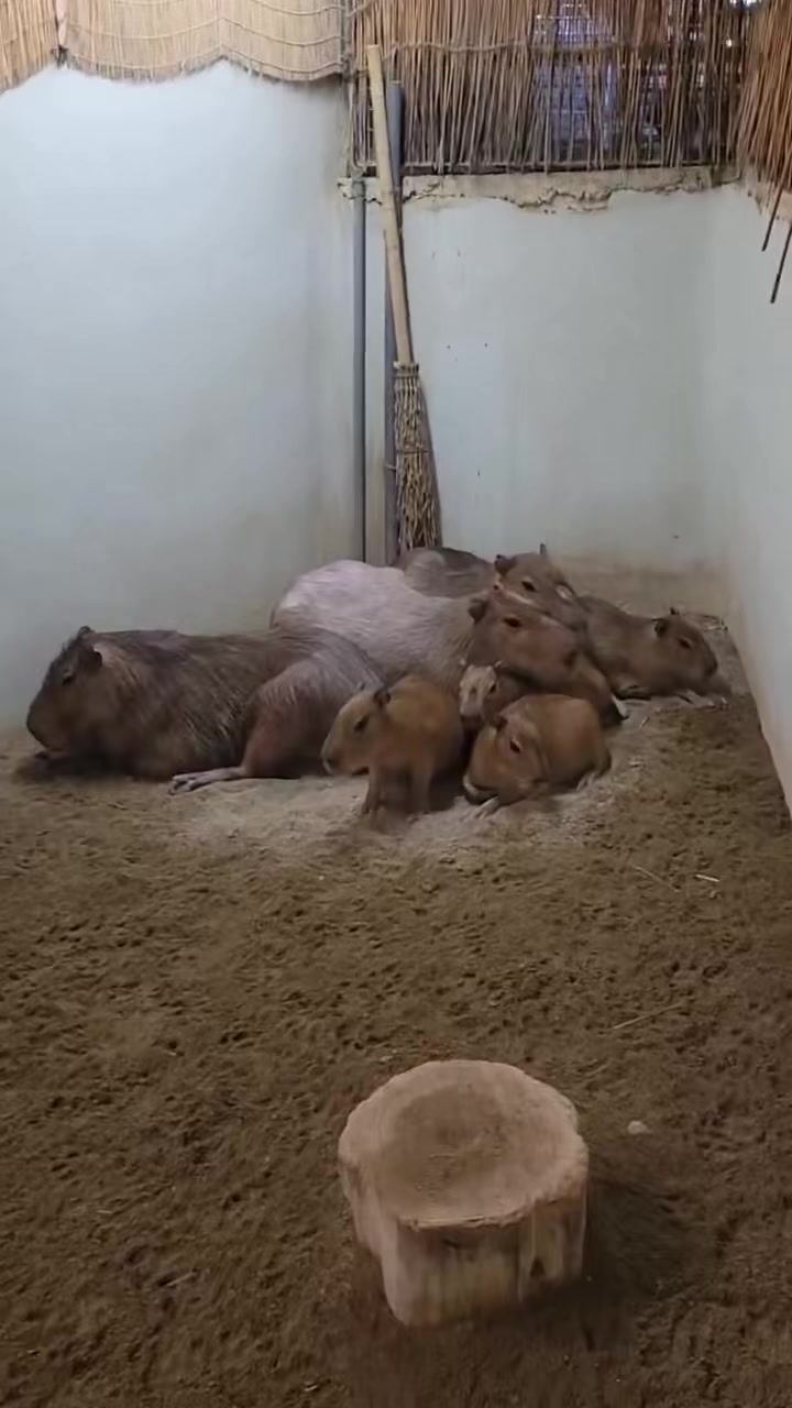 @Capybarabaramedia