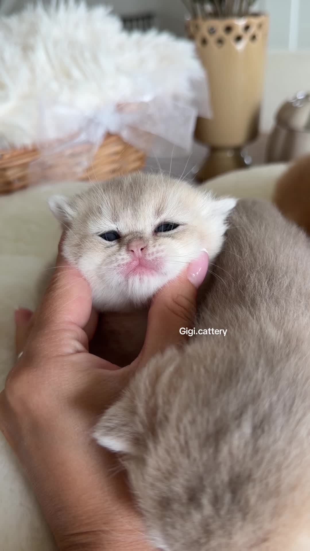 @gigi.cattery