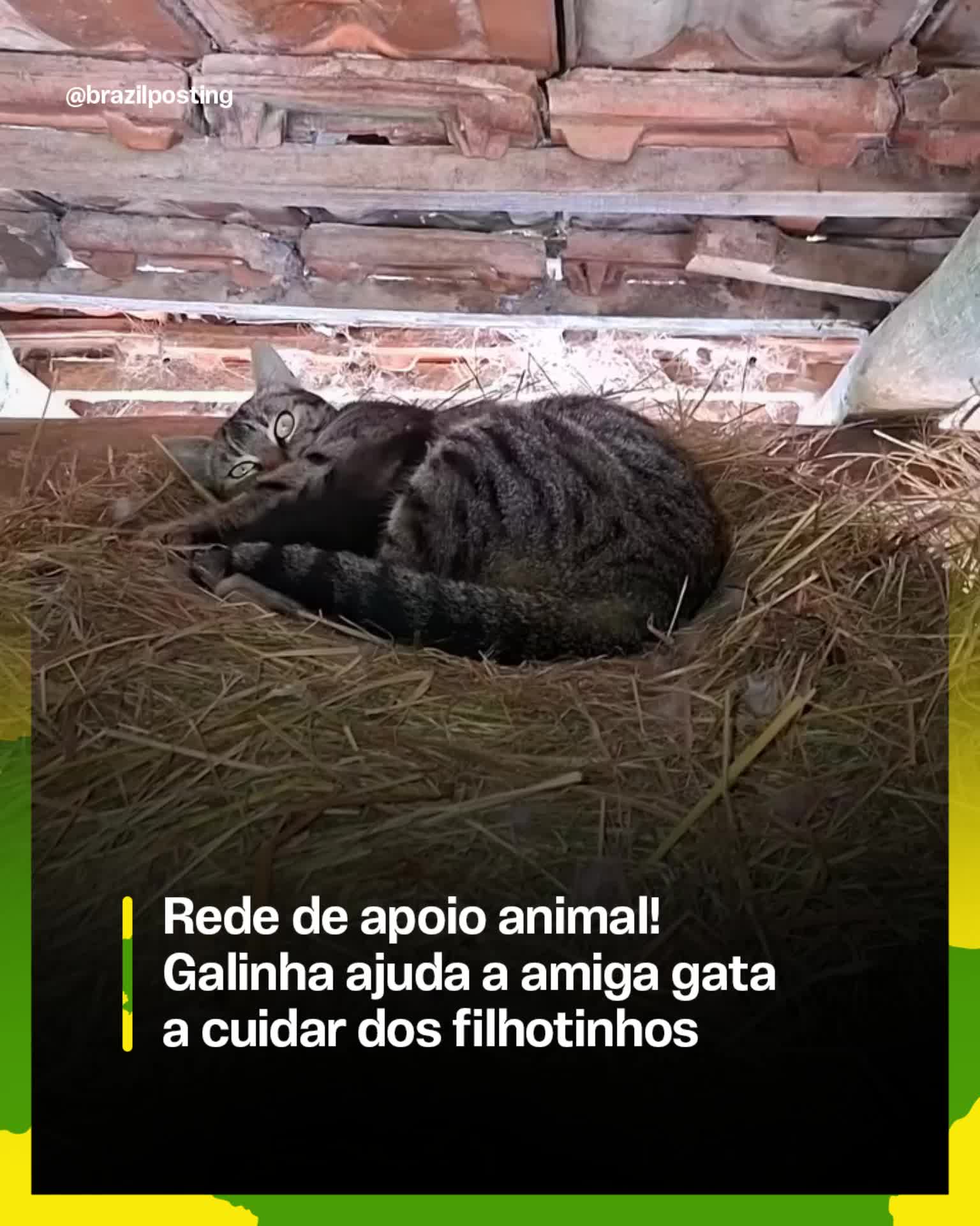 @Brazil Posting