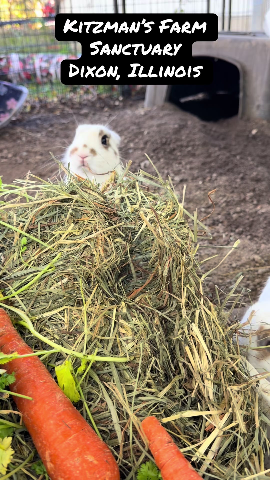 @Kitzman&rsquo;s Farm Sanctuary