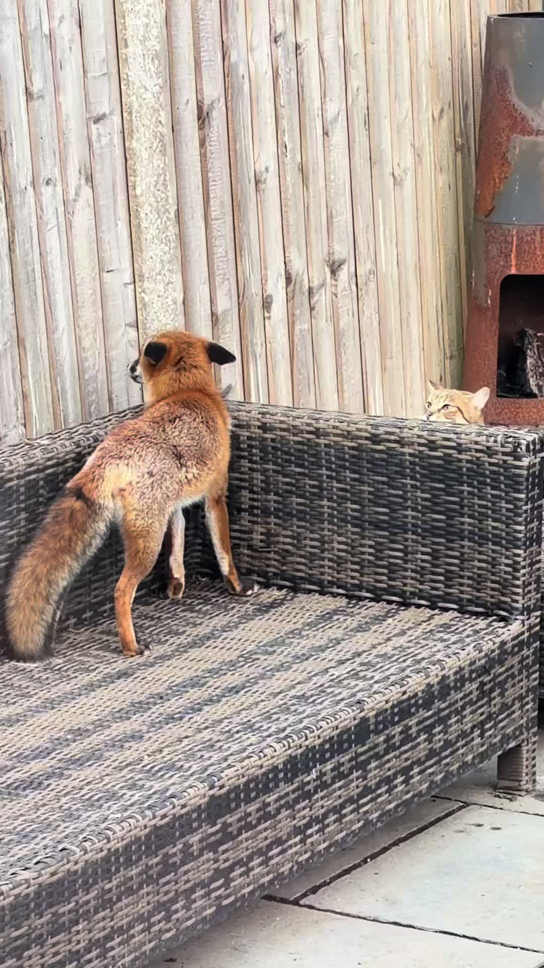@gp_foxes