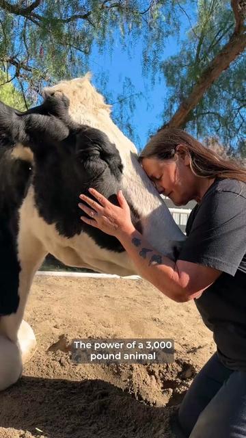 @The Gentle Barn | Sanctuary