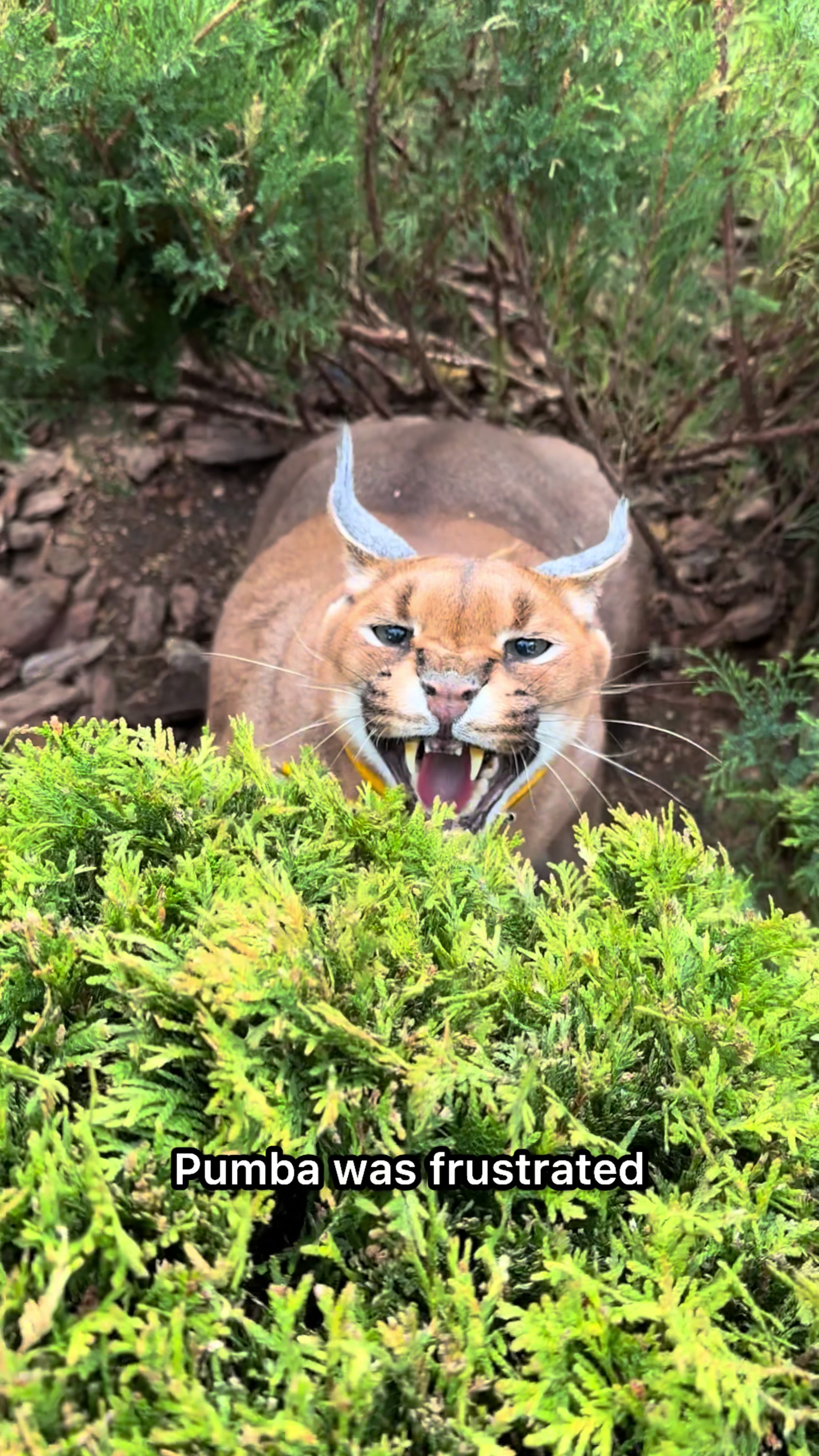 @Pumba Caracal