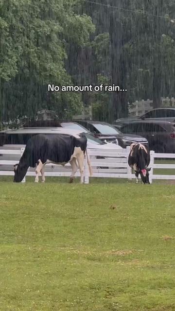 @The Gentle Barn | Sanctuary