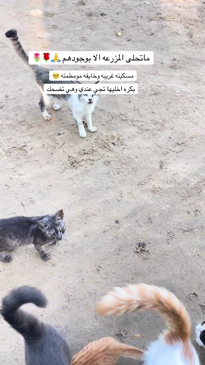 @ashkaltbiah