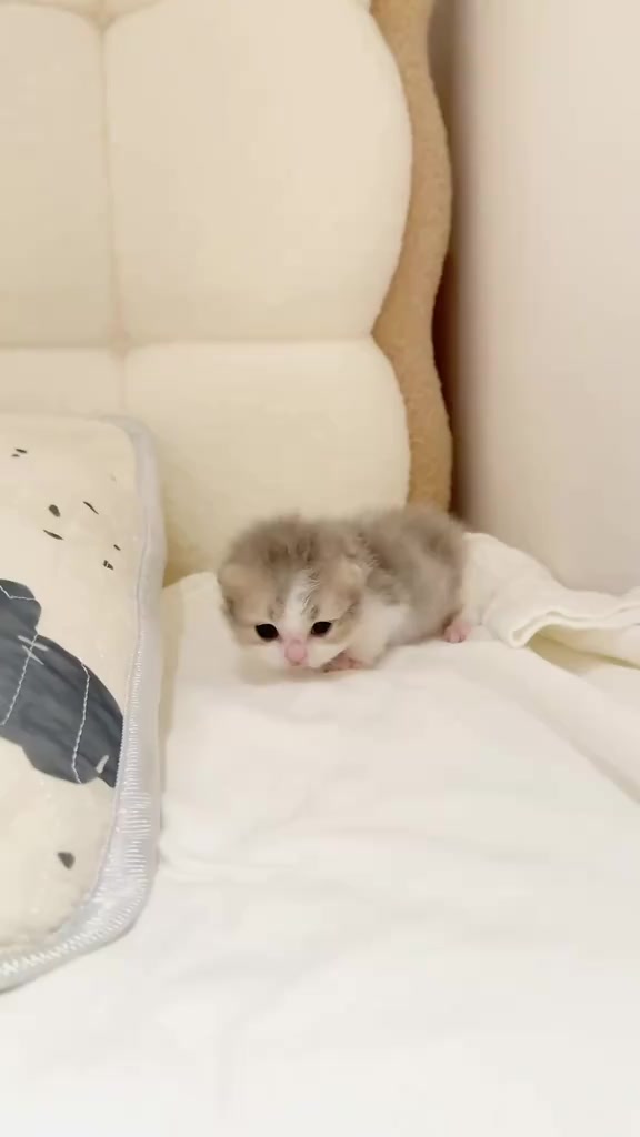@catbosssss