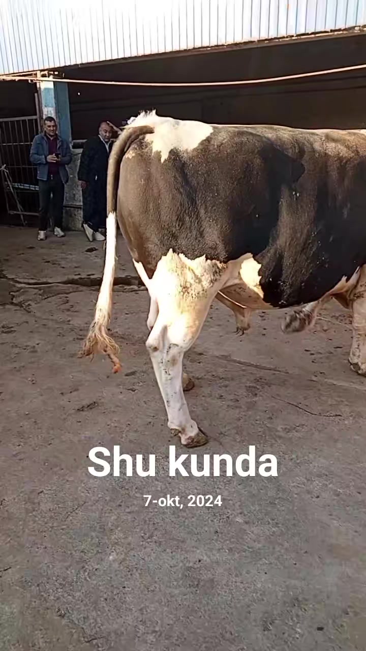 @telav