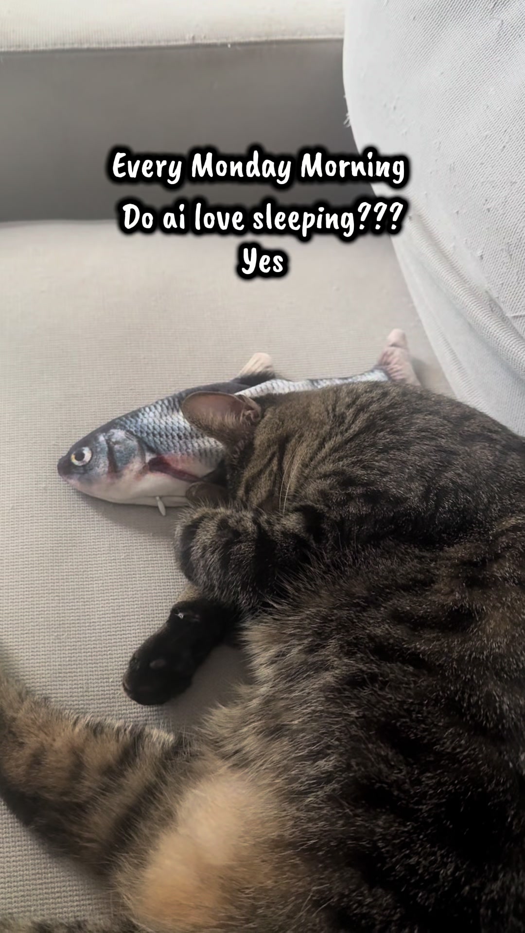 @TailsandWhiskersCo