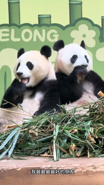 @熊猫妹珠🐼