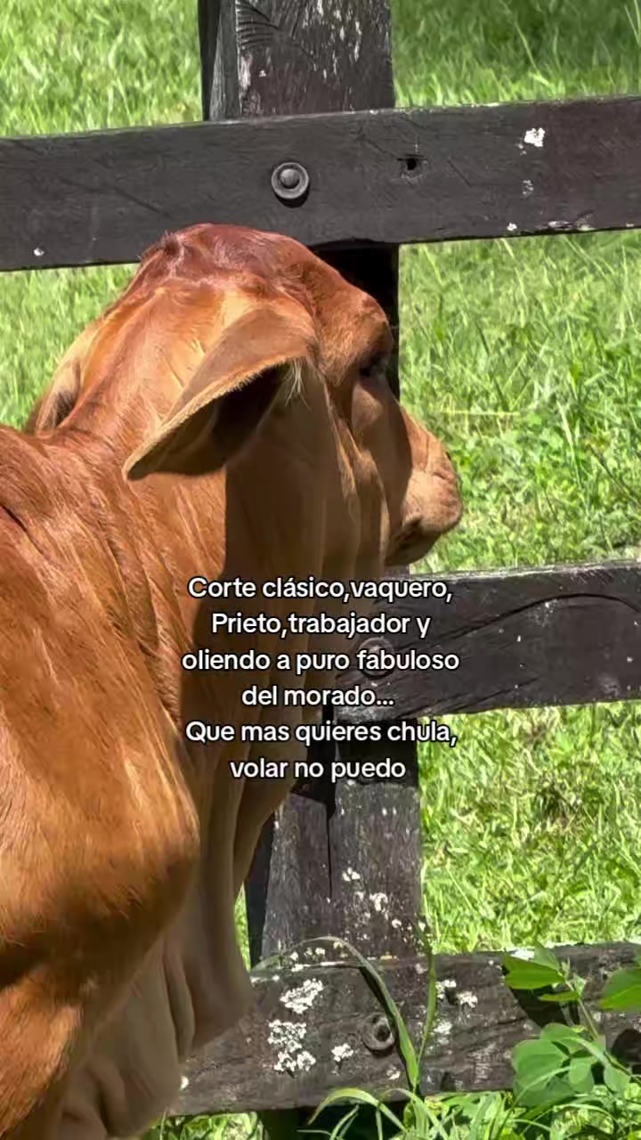 @Robin🐄🐄🤠🤠🐎🐎🇬🇹🇬🇹