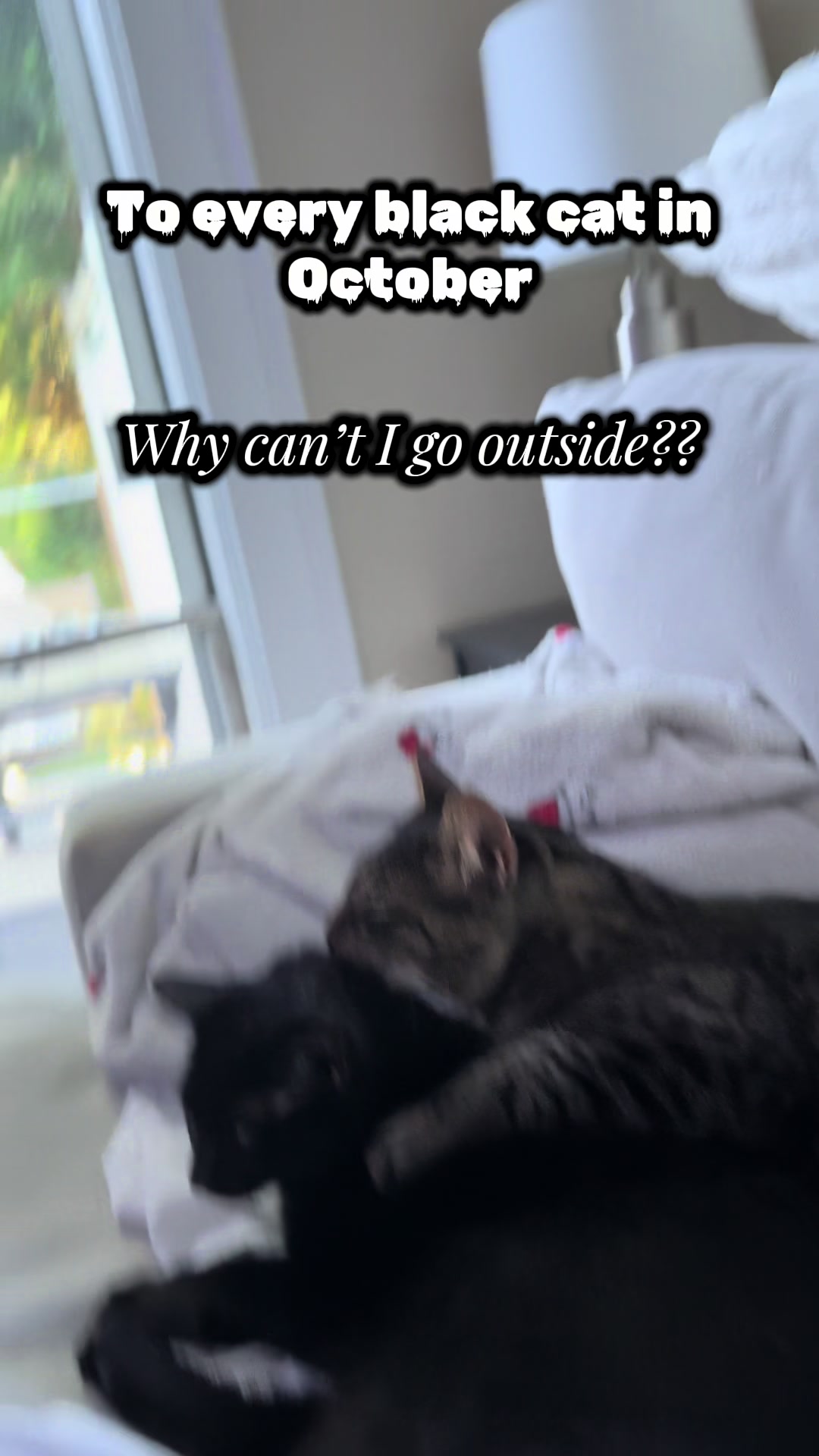 @TailsandWhiskersCo