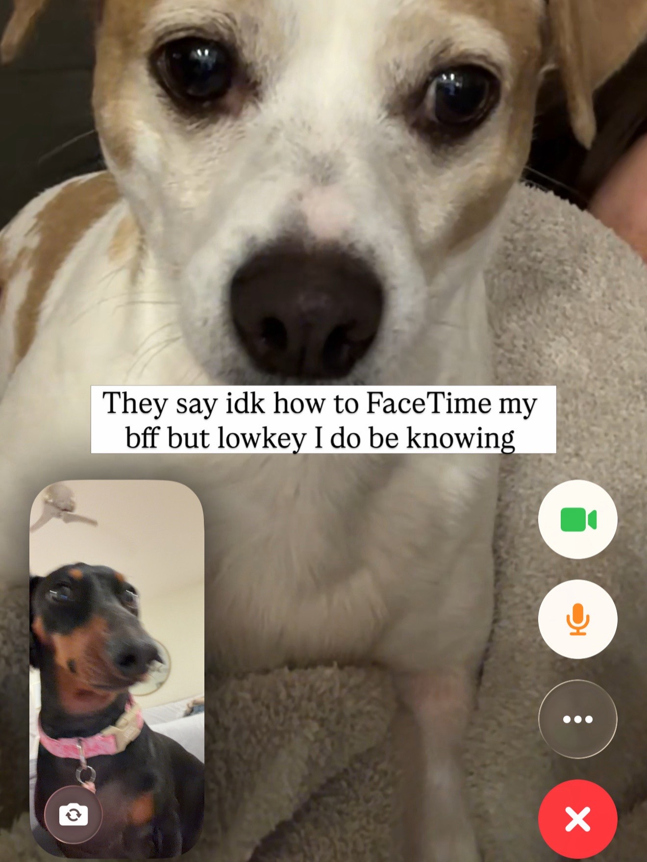 @Penny the Dachshund