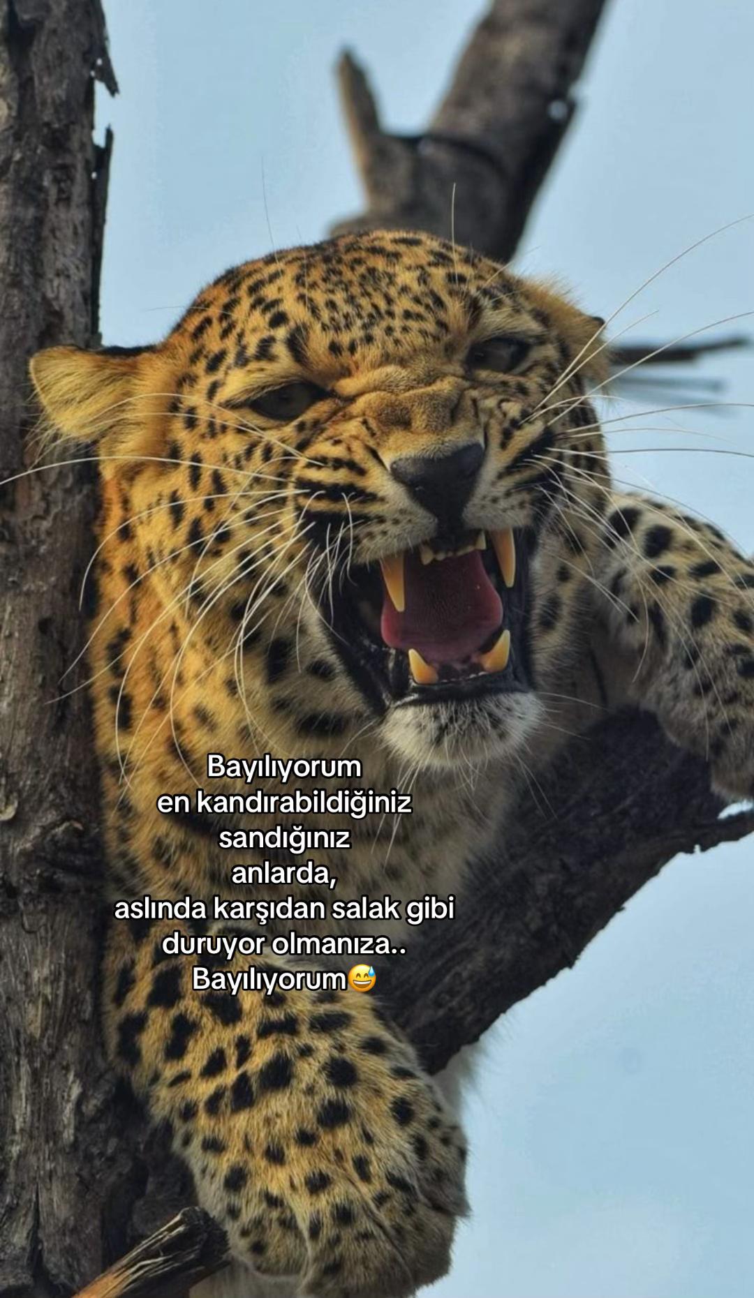@kuralbenimmm