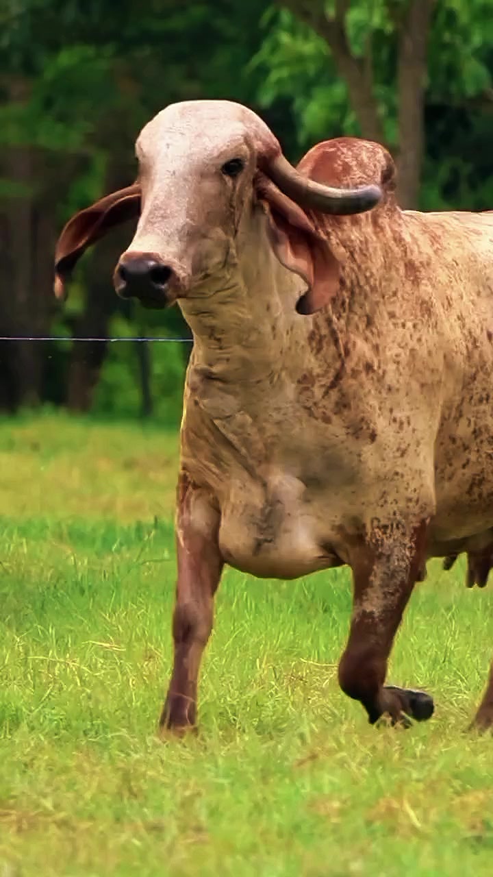 @Robin🐄🐄🤠🤠🐎🐎🇬🇹🇬🇹
