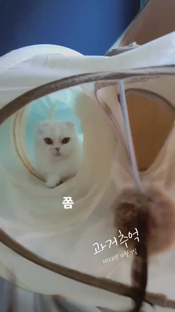 @👑마린블루J
