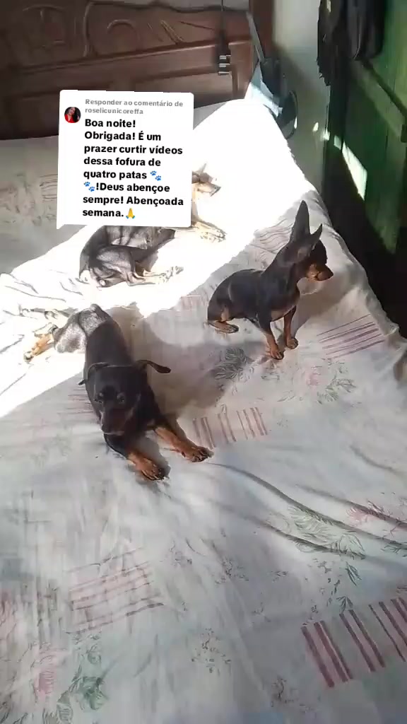 @🩷Tet&ecirc; e suas pinschers🩷