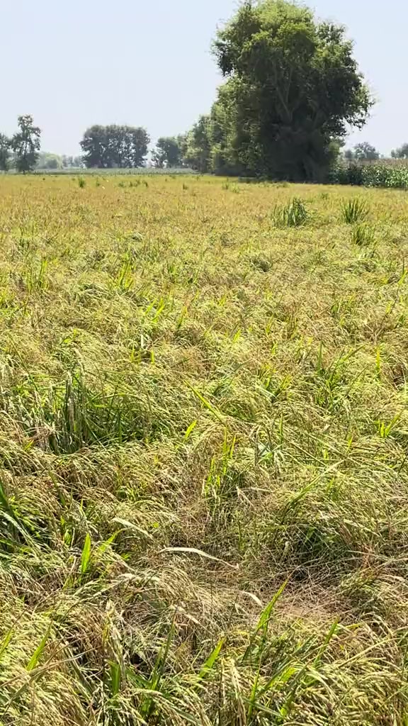 @M Bilal ( ایم بلال)