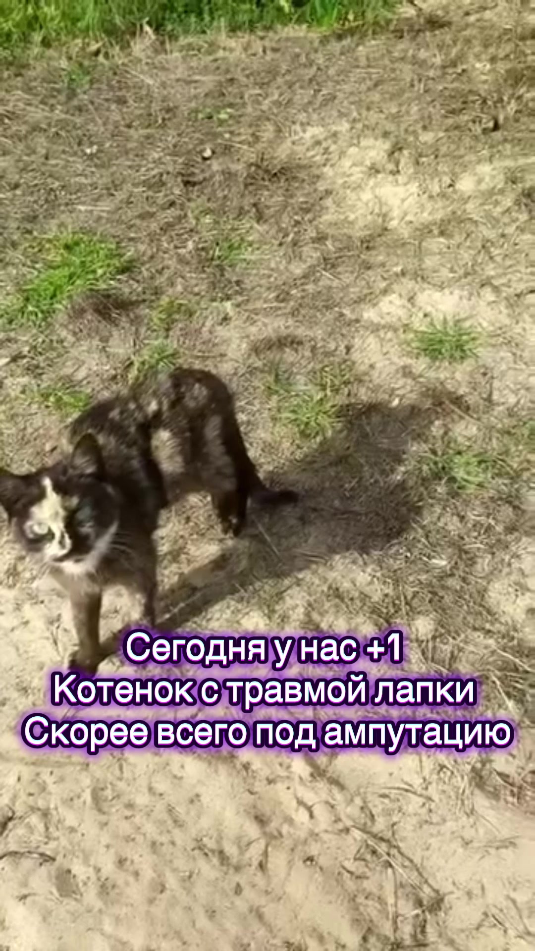 @Директор &laquo;Песокот&raquo;250🐈🐶