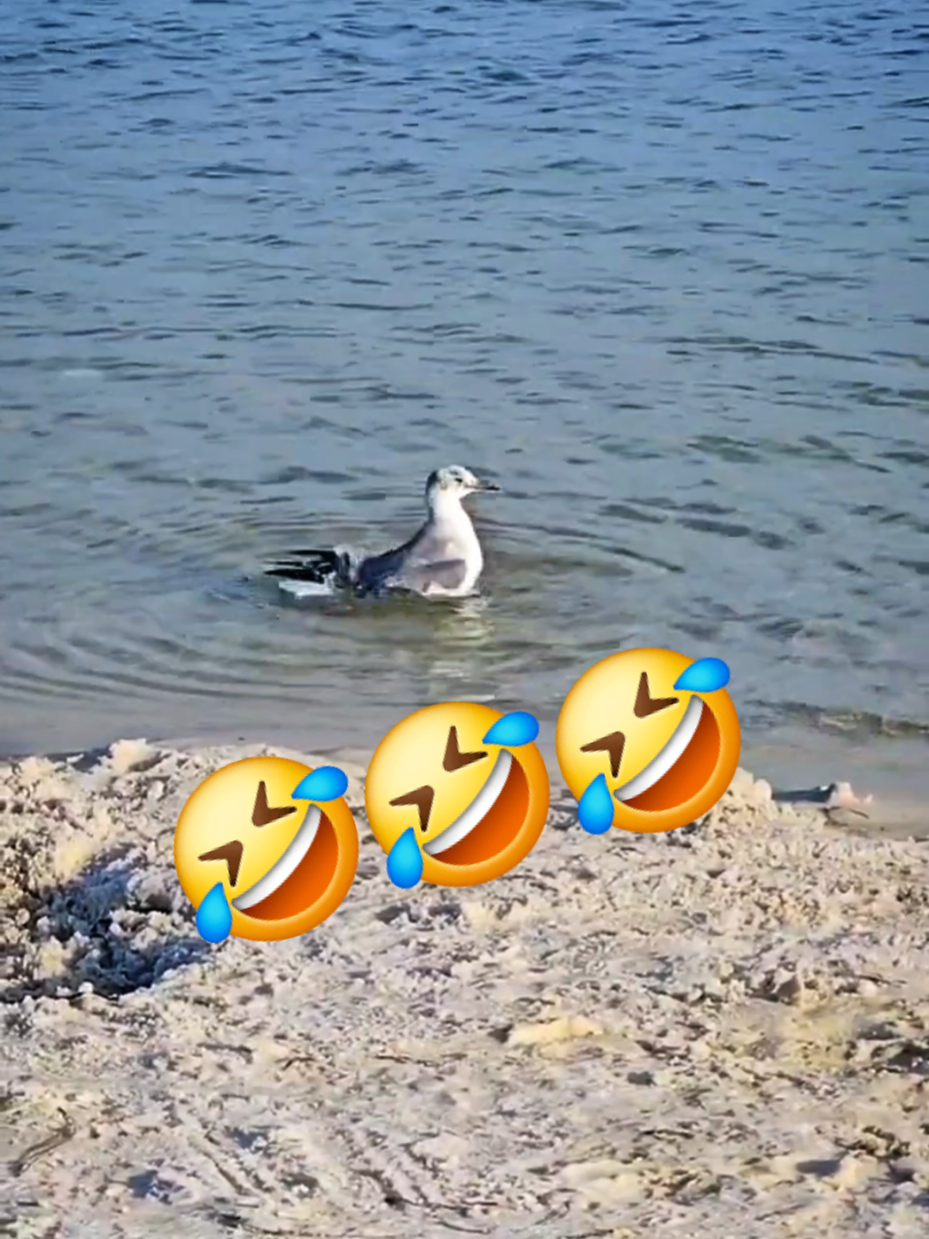 @VacationKnowItAll