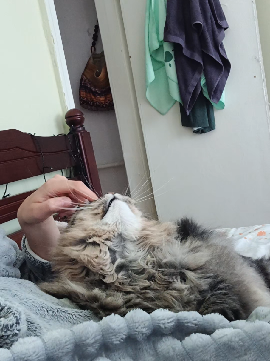 @cat_bayun_