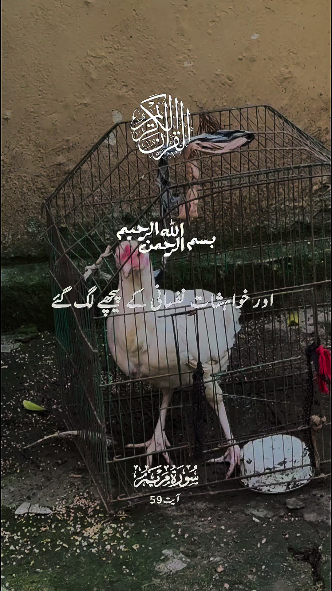 @maqrafiq